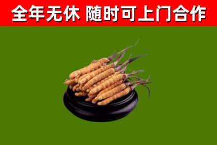 泰安回收冬虫夏草